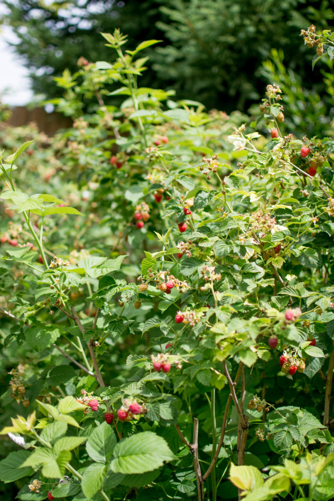 Raspberry Picking