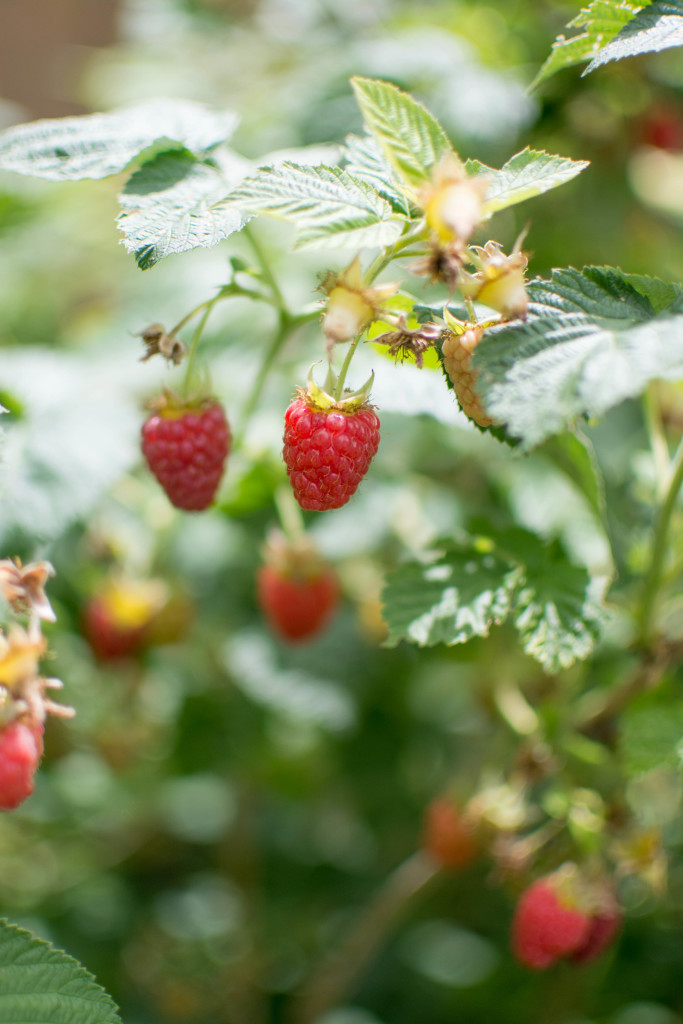 Raspberry Picking