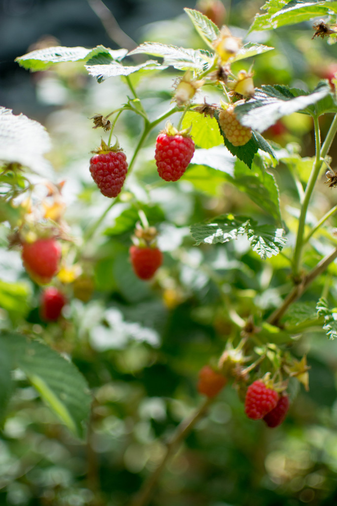 Raspberry Picking