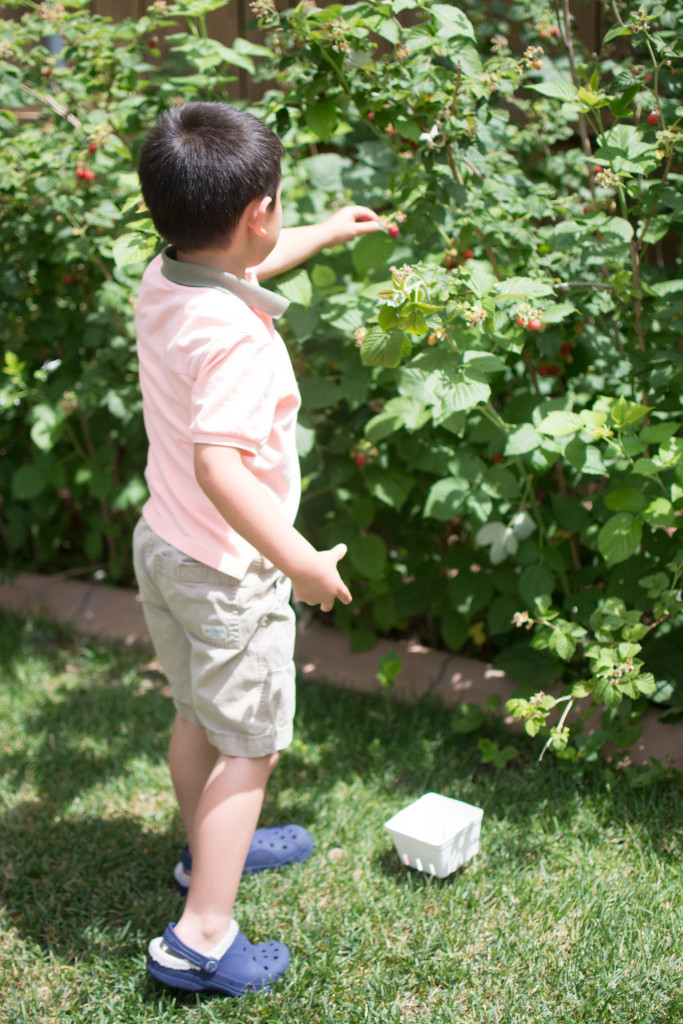 Raspberry Picking