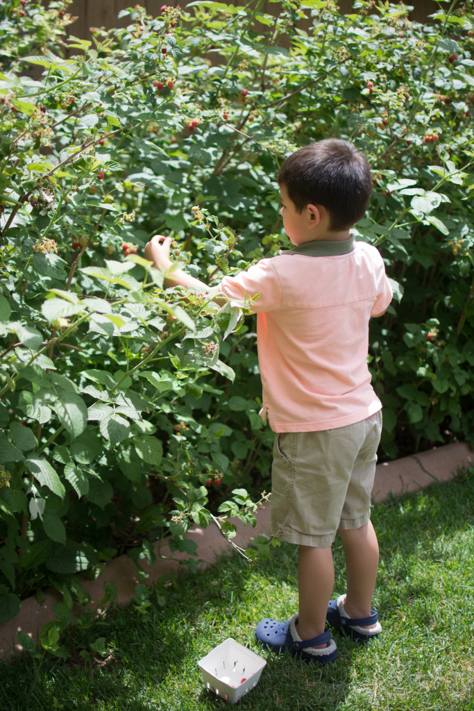 Raspberry Picking