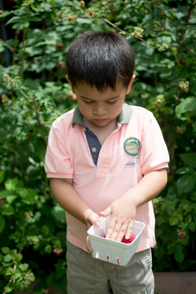 Raspberry Picking