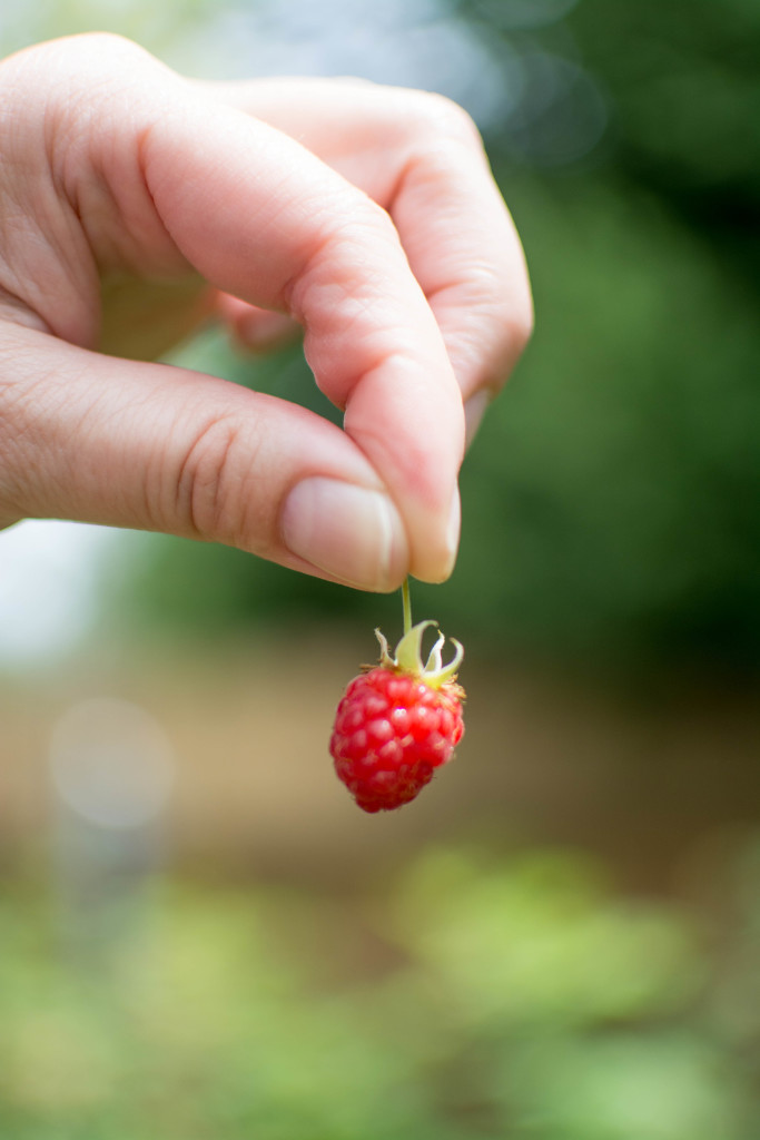 Raspberry Picking